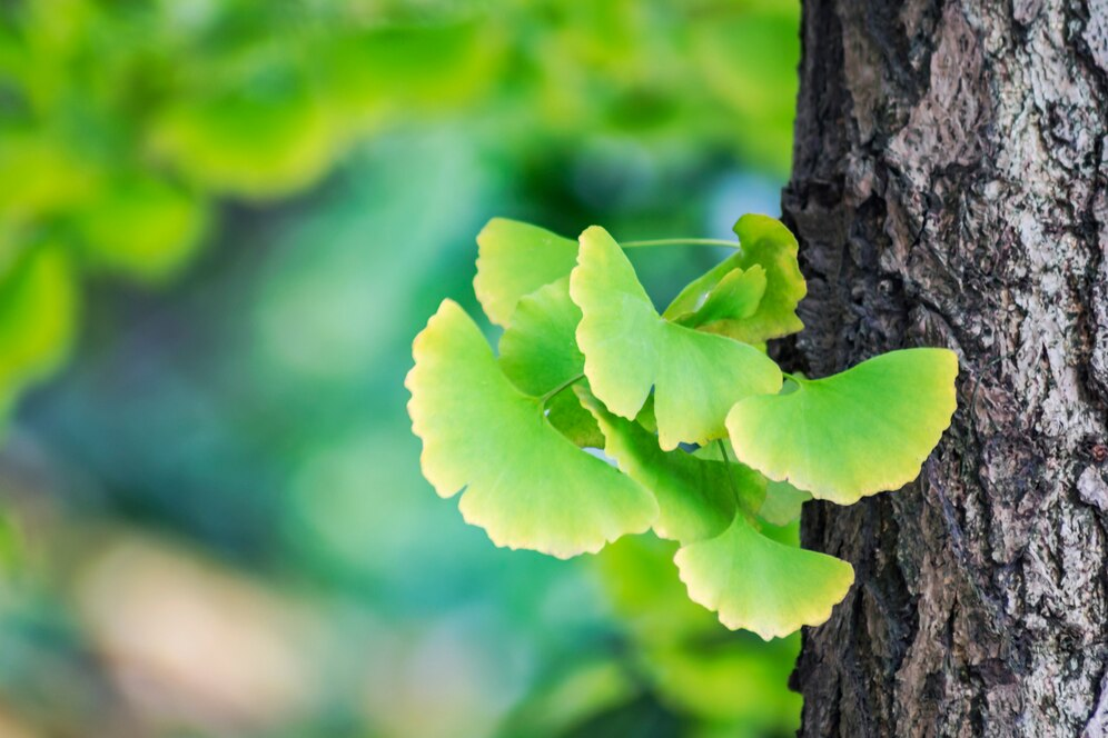 Gingko Biloba