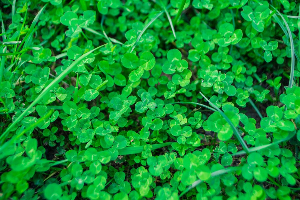 Bacopa Monnieri