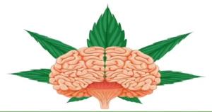 Cannabis Protect the Brain