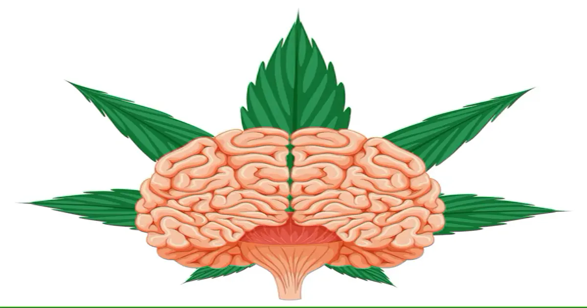 Cannabis Protect the Brain