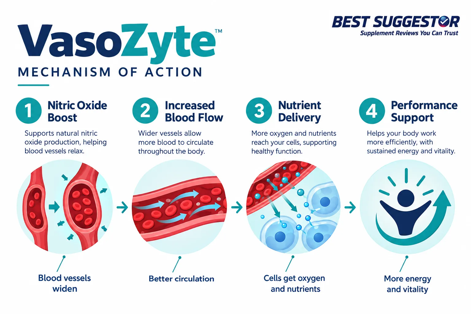 What Is VasoZyte and How Does It Work?